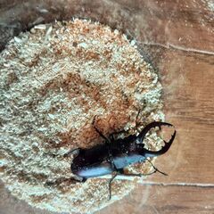 ノコギリクワガタ