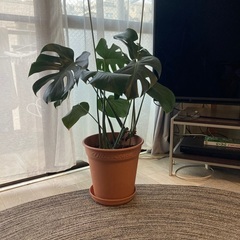 モンステラ（鉢付き）の画像