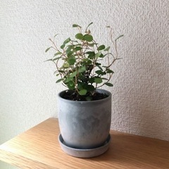 観葉植物　ワイヤープランツ②　おしゃれな2号の鉢と受け皿付き