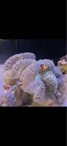 ハタゴイソギンチャク15センチくらいとカクレクマノミのセット