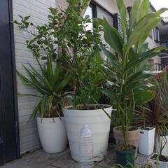 無料カボス植木　商談中