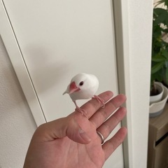白文鳥