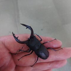 ノコギリクワガタ２