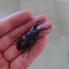 ノコギリクワガタ３