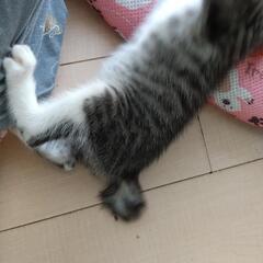 【受付停止】ぼんぼりかぎしっぽのサバ白ちゃん - 龍ケ崎市