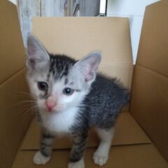 【受付停止】ぼんぼりかぎしっぽのサバ白ちゃん - 猫