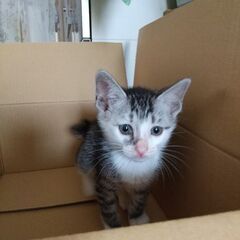 【受付停止】ぼんぼりかぎしっぽのサバ白ちゃん − 茨城県