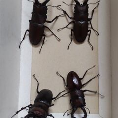 ノコギリクワガタ　オス４匹　メス１匹　コクワガタ　オス１匹　ミヤ...