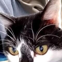 くまでの会　定款第４章　第１７条及び第２０条　外部理事被選任権売却の画像