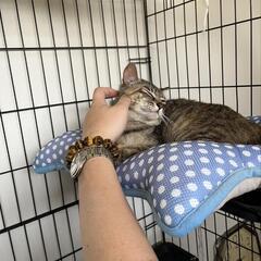 くまでの会　定款第４章　第１７条及び第２０条　外部理事被選任権売却の画像