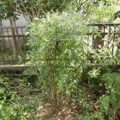ナンテン(南天)の木     高さ約1.4m【樹木・庭木・常緑・...