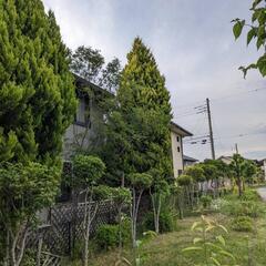 薪　　キャンプや薪ストーブにどうぞ！の画像