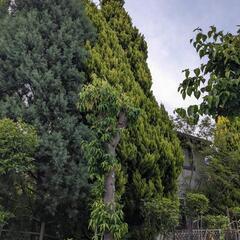 薪　　キャンプや薪ストーブにどうぞ！の画像