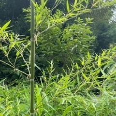 <また来年！>七夕🎋　笹竹　1〜2m　   の画像