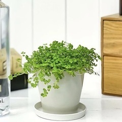 観葉植物＊ベビーティアーズ（天使の涙）
