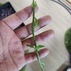 ミントの茎の画像