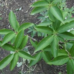 レンギョウ（連翹）【樹木・庭木・常緑・観葉植物】の画像