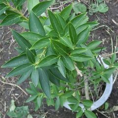 レンギョウ（連翹）【樹木・庭木・常緑・観葉植物】の画像