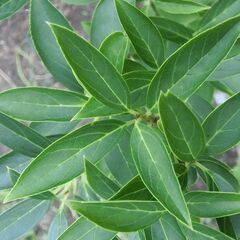 レンギョウ（連翹）【樹木・庭木・常緑・観葉植物】の画像