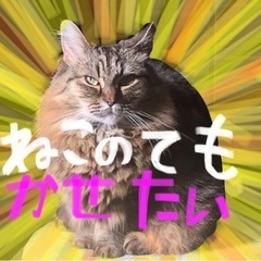 蜂駆除（沖縄県内）