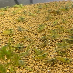 ミナミヌマエビ(10匹)＋αの画像