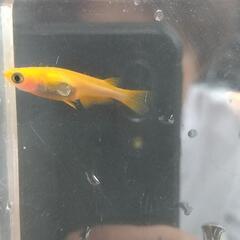 改良メダカ マリアージュLF   紅帝の画像