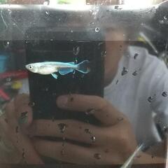 改良メダカ マリアージュLF   紅帝の画像