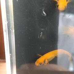 改良メダカ マリアージュLF   紅帝の画像