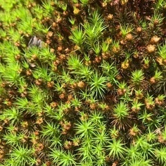 スギゴケ　メダカ　コケ　水槽