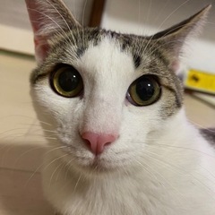 元気な男子　去勢済み
