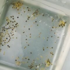 レクリス　メダカ　卵　30個（20個+補償10個）　700円〜（クリーニング済）の画像