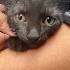 メス猫 黒