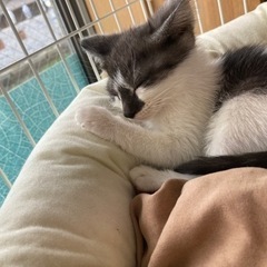 トライアル中！別名コアラ🐨cute子猫里親募集✨️