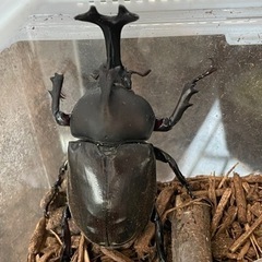カブトムシ　成虫　オス7匹　メス1匹