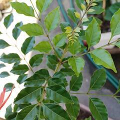 植物♡シマトネリコ