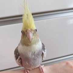 オカメインコ♂もらって下さい