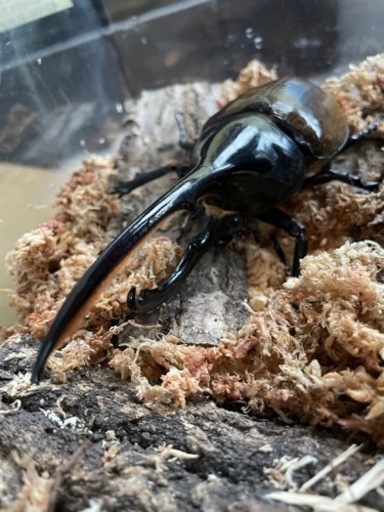 ヘラクレスリッキー ペア 即ブリ可 早い者勝ち