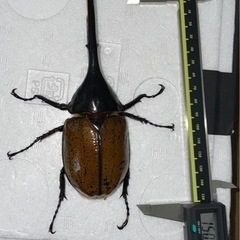 ヘラクレスリッキー ペア 即ブリ可 早い者勝ち