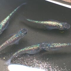 メダカ（サファイア  <強ラメ> ②）《2022年生：若魚》５匹...