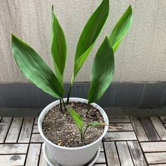 バラン①