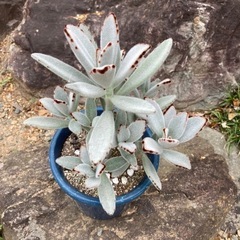 多肉植物　カランコエ　小