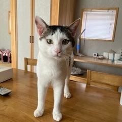 甘えん坊の白黒ちゃんです