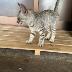 子猫　1ヶ月くらい　たぶんメスの画像