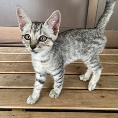 子猫　1ヶ月くらい　たぶんメス - 大島郡