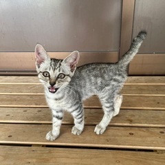 子猫　1ヶ月くらい　たぶんメス - 猫