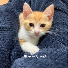 突然庭に現れました！ - 猫