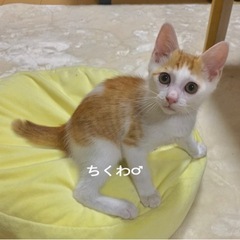 突然庭に現れました！の画像