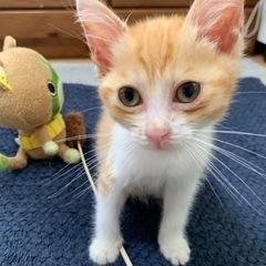 突然庭に現れました！ − 愛知県