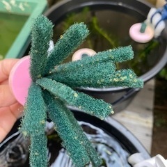 琥珀白ギャル　琥珀ラメ系　メダカ　有精卵　30個以上の画像