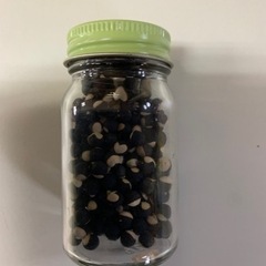 フウセンカズラの種